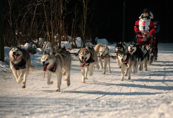 World Famous Iditarod Trail Sled Dog Race Begins