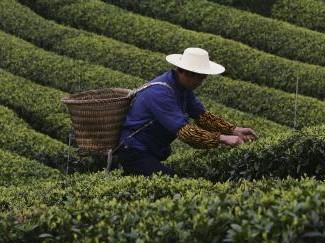 From Chinese Antiquity, Tea Has a Long History