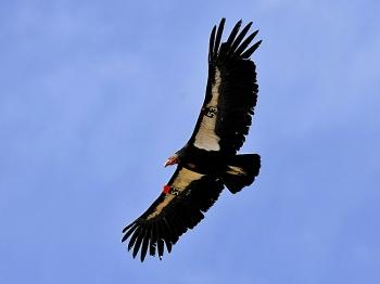 The California Condor Climbs Out of Near-Extinction