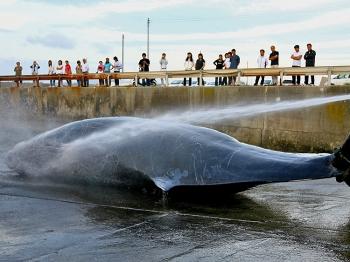 Japan Ends Whale Hunt and Other Hoaxes
