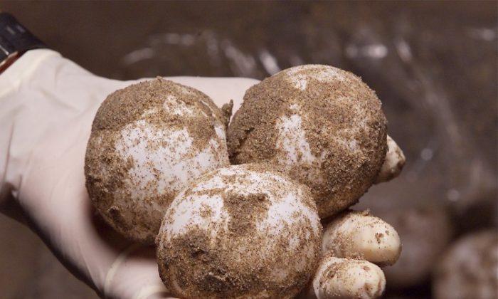 20,000 Endangered Sea Turtle Eggs Crushed in Trinidad