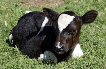 Cloned Cow’s Second Offspring Enters UK Food Chain