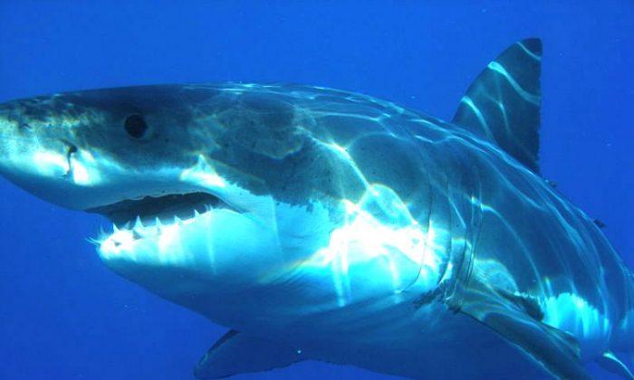 Predator-Prey Dynamic Between Great Whites and Seals Gets Physical