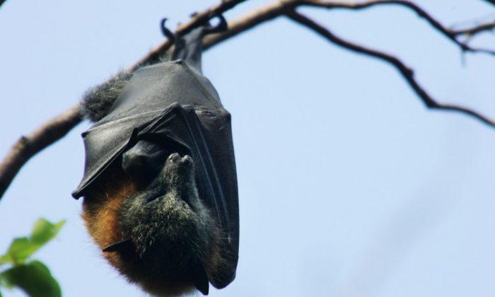 Australian Town Invaded by 250,000 Bats