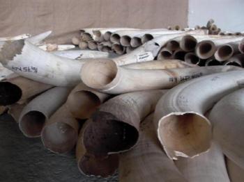 Hong Kong’s Largest Ivory Seizure in a Decade