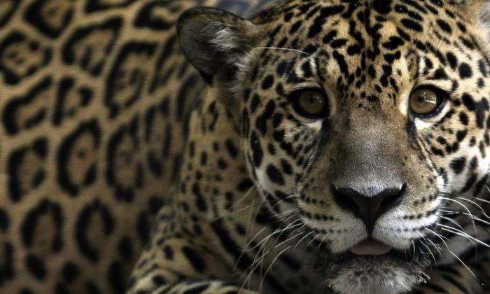 Big Cats Could Make a Comeback in American Southwest