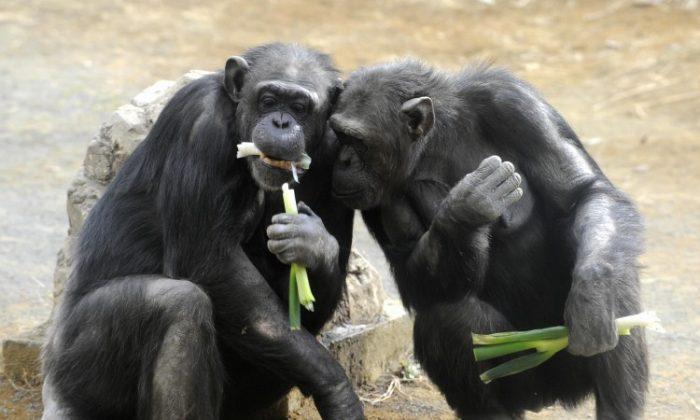 Chimpanzees Know How to Play Fair