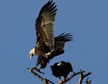 Eagles Starving After Poor Salmon Run