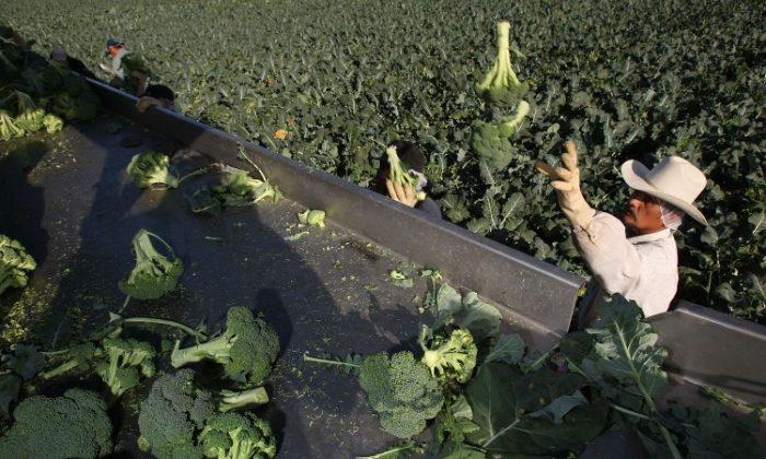 East Coast Wants In on the Broccoli Industry