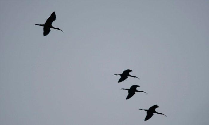 Wood Storks Thrive