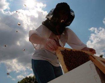 Honeybee Populations in Trouble, but Urban Bees Safe for Now