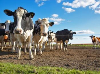 Cow Milk Superbug: New Strain of MRSA Found in Europe