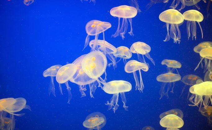 Man-Made Structures May Encourage Jellyfish Blooms