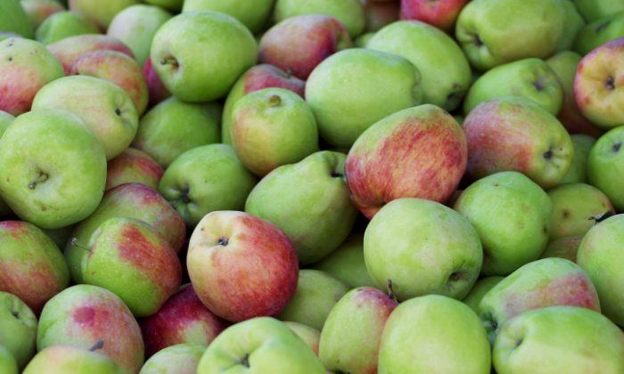 Raining Apples Halt Rush-Hour Traffic in UK