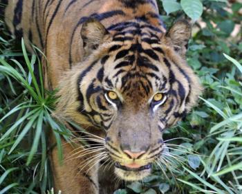 Tiger Recovery Program Working Globally