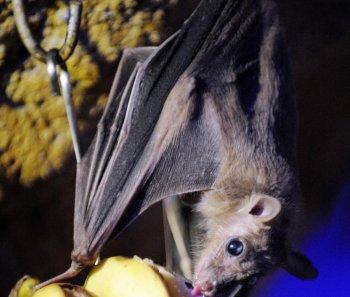 Vampire Bats With Rabies Infect Indigenous Peruvians, Four Dead