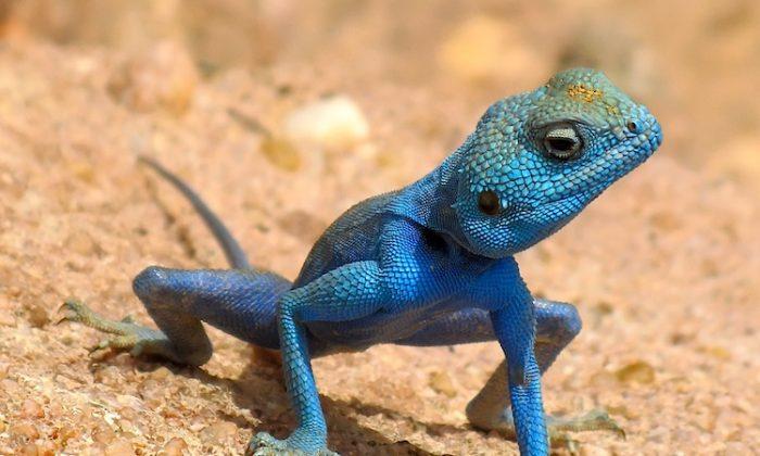 SCIENCE IN PICS: Blue Rock Agamid