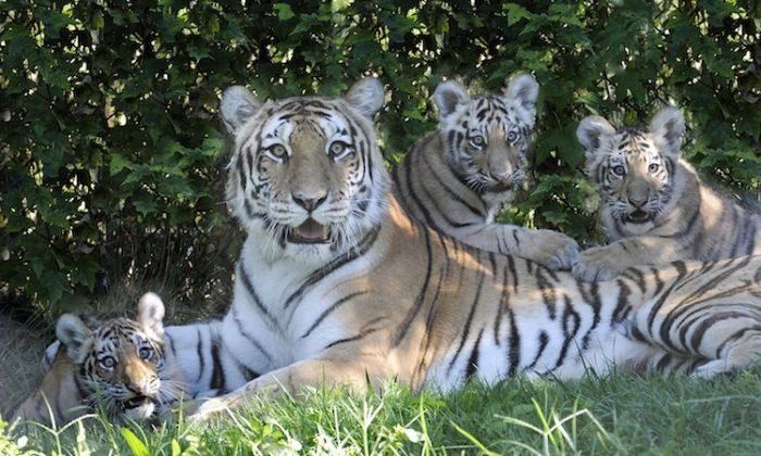 Tiger Cubs Open to Public at Bronx Zoo