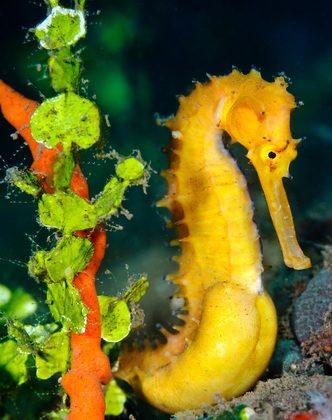 SCIENCE IN PICS: Thorny Babies Onboard