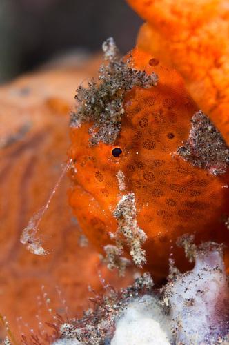 SCIENCE IN PICS: The Lure of the Painted Frogfish