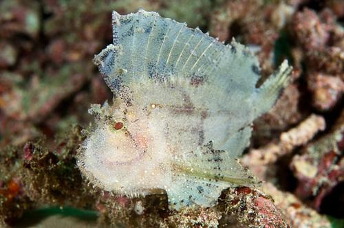 SCIENCE IN PICS: Leaf Scorpionfish