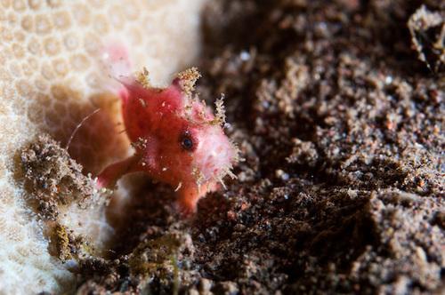 SCIENCE IN PICS: Baby Frogfish Goes for a Walk