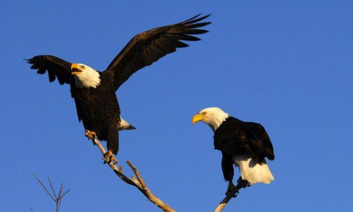 Bald Eagles Are Back, But Not Out of the Woods