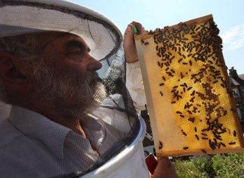 Bee Colony Collapse Disorder to Be Addressed by the European Commission