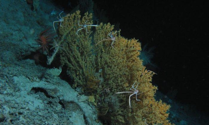 Deep-Sea Crabs May Color-Code Food Using Ultraviolet