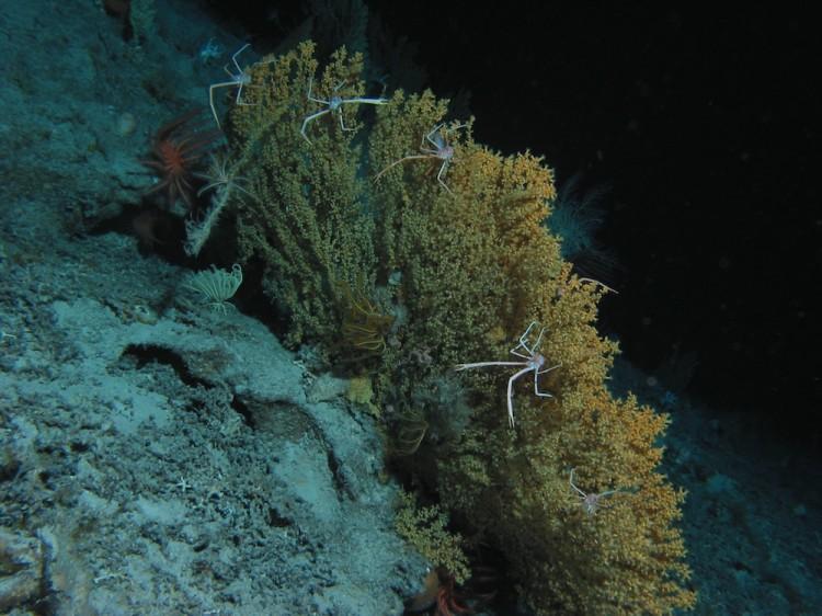 Deep-Sea Crabs May Color-Code Food Using Ultraviolet