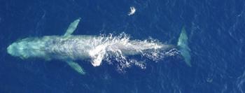 Blue Whales’ Lower-Pitch Songs Signal Population Increase