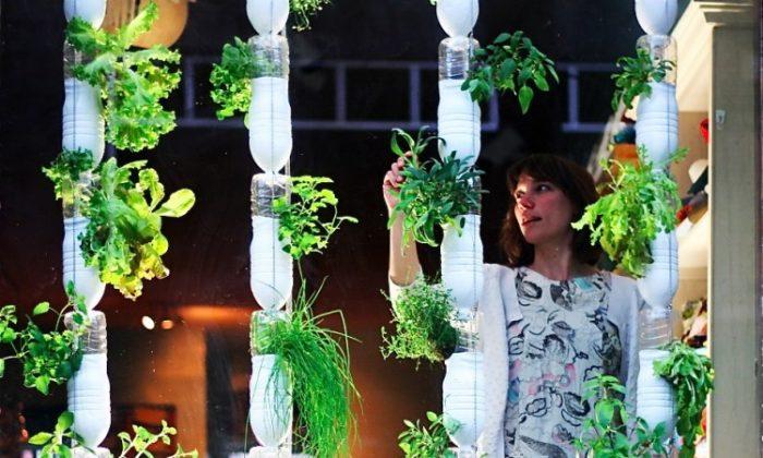 Windowfarms Brings Home-Grown Gardens to Big Cities