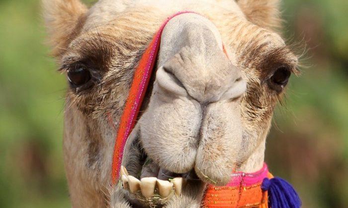 Five Ways Camels Are Still Being Used
