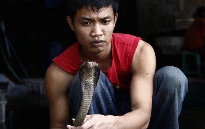 Thailand Seizes 600 Smuggled Cobras