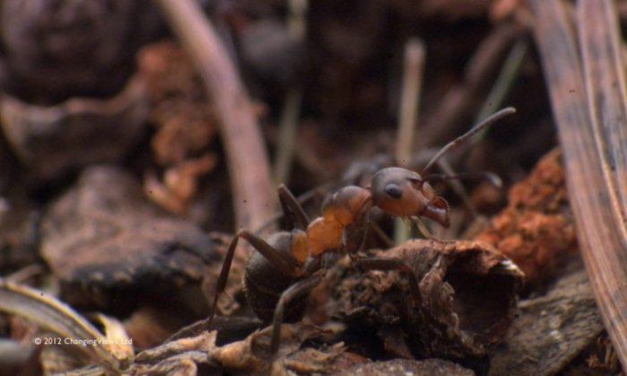 British Wood Ants To Be Tracked With Tiny Radios