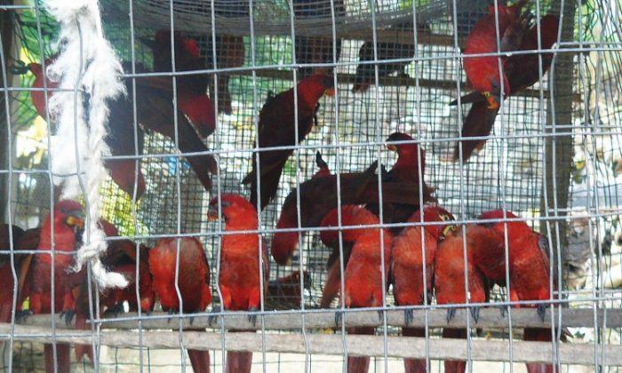 Wild Birds Trafficked Through Solomon Islands