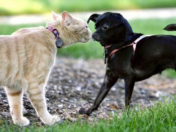 Q&A: Are You a Dog or a Cat Person?