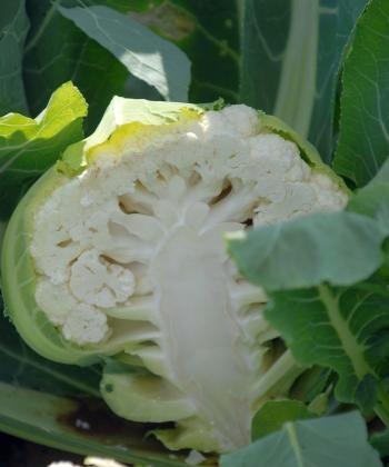 Food Fact: Cauliflower