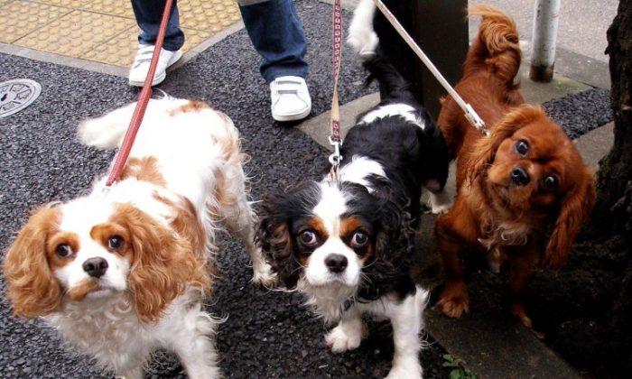 Dog Choice Reflects Your Personality, Study Says