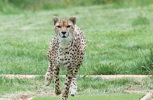 How Cheetahs Can Gallop Faster Than Greyhounds (Video)