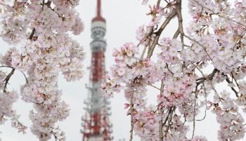 Sakura or Self-Restraint in Japan