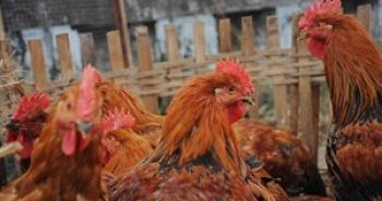 China Announces First Bird Flu Outbreak