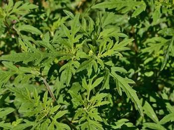 Allergy Study Shows Mold and Ragweed Levels Rising