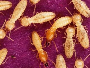 Termites Eat 10M Rupees Inside Bank Vault