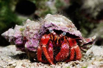 Hermit Crabs Upgrade Homes Through Social Networking
