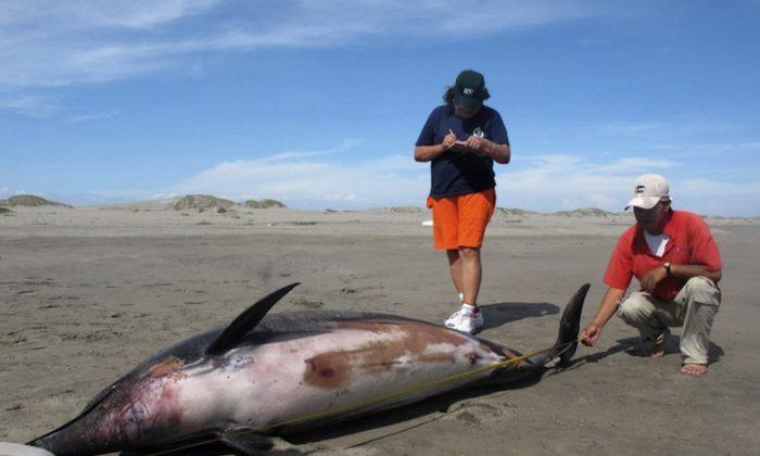 Peru: Dolphins Weren’t Killed by Explosions