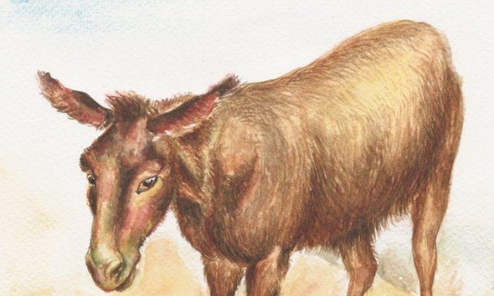 The Antidote: A Reading of ‘The Donkey’ by G. K. Chesterton