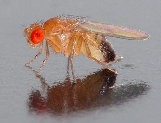 Fruit Flies Poison Parasites With Alcohol