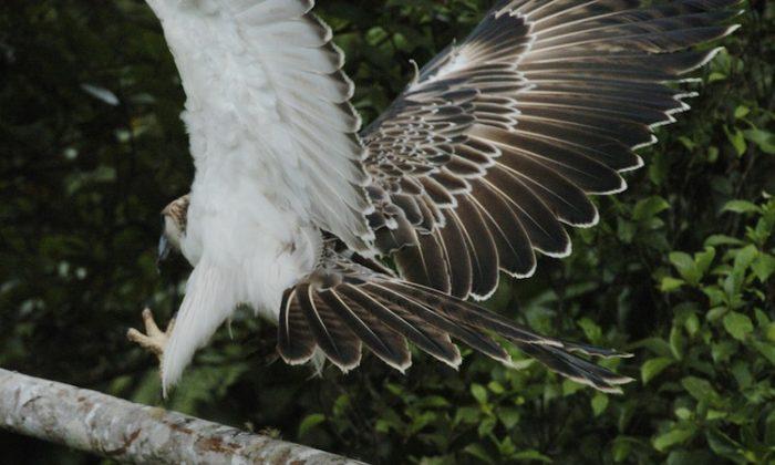 Philippine Farmer Fined for Killing Rare Eagle