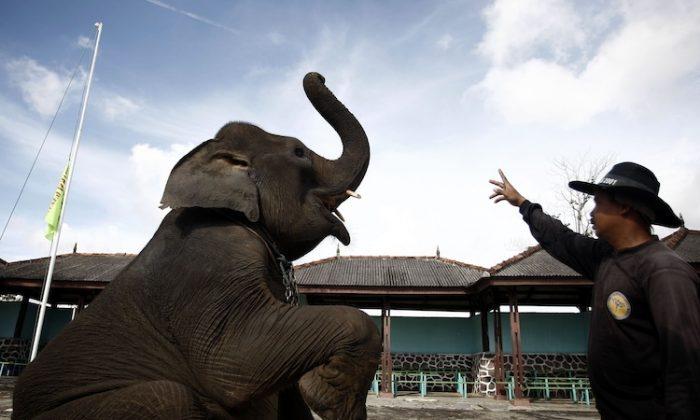Elephant Crushes Circus Trainer in Ireland